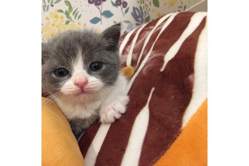 成約済の大阪府のブリティッシュショートヘア-3046の2枚目